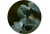 Eucalyptus